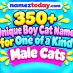 350+ Unique Boy Cat Names for One of a Kind Male Cats